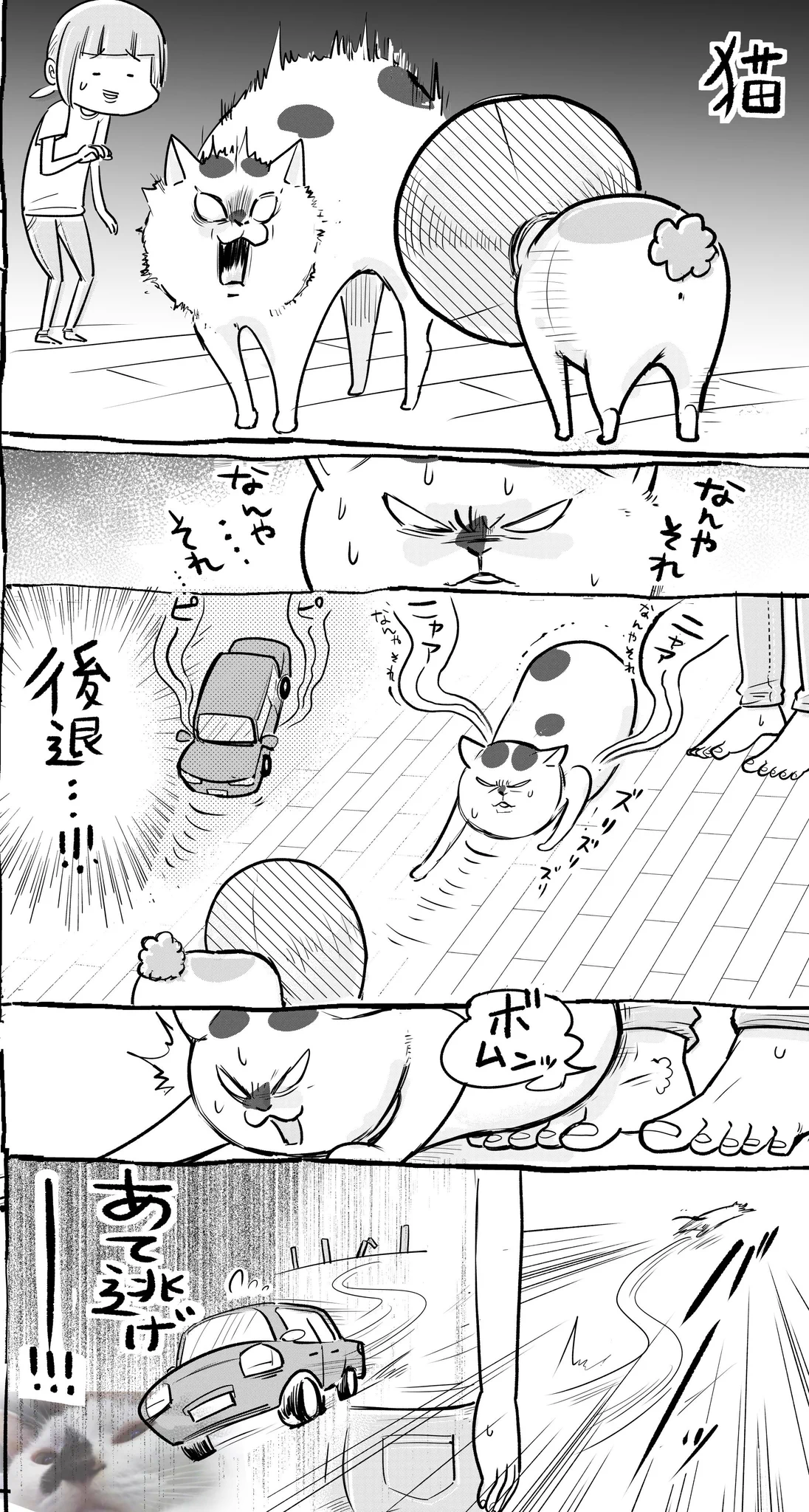 運転って性格出るよねww犬と猫ではこうも違うらしいww