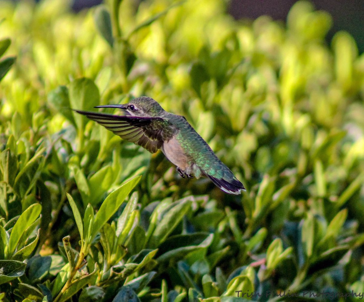 Special visitor during my quiet time on the patio this morning! #hummingbirds