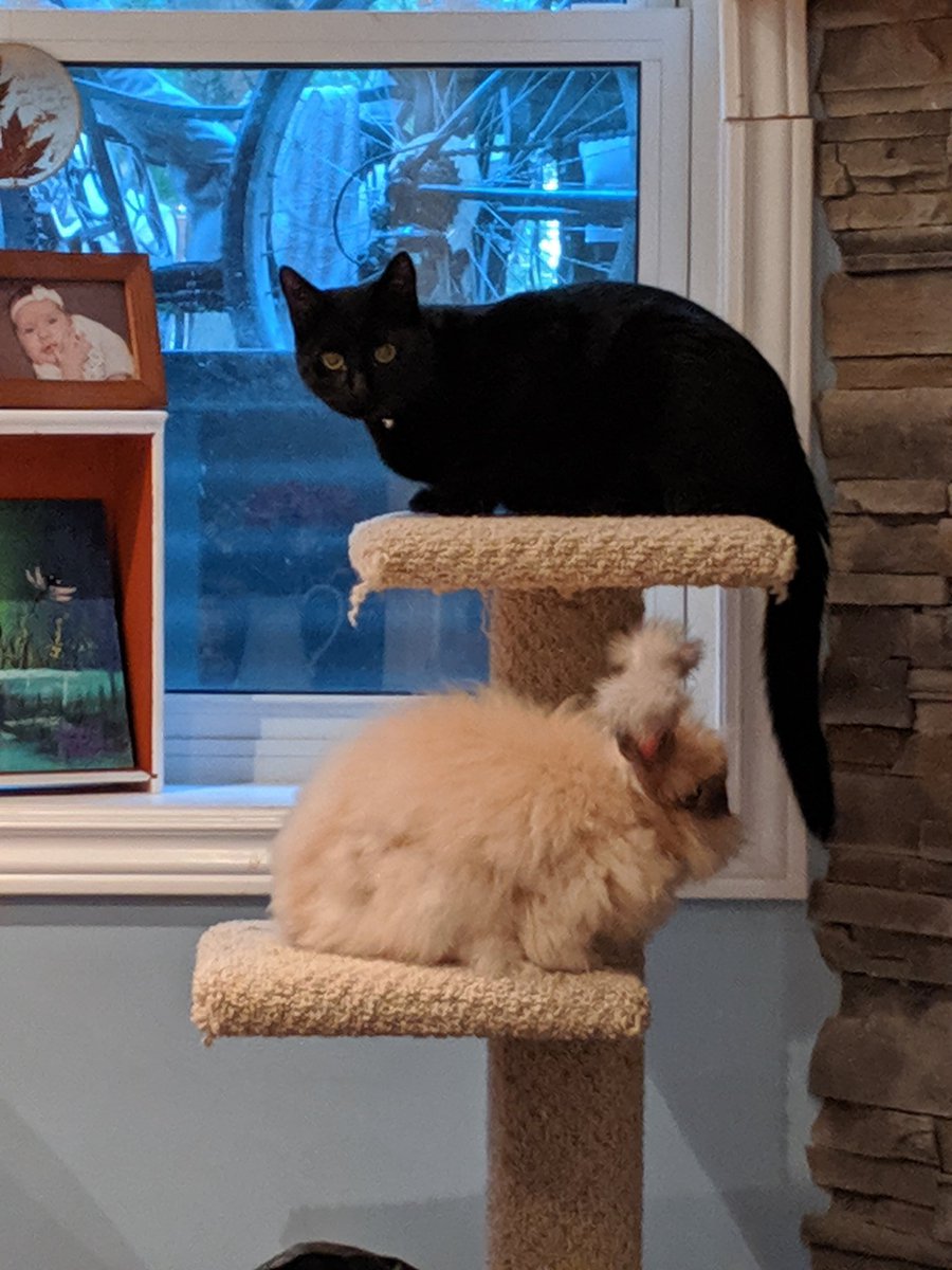 ShawnaLeeG's tweet photo. Kitty sitting our former #fosterkitten Bailey. She's grown into a lovely young lady. #FosterRabbit BunBun is very curious about her new friend. 
@kingstonarescue
@SNKI1
 #fosterkitten #fosterbunny #CatsOfTwitter #catsofinstagram #bunnys #angora #rabbitsoftwitter #ygk #SNKI #KAR https://t.co/ACz81X8JQ9