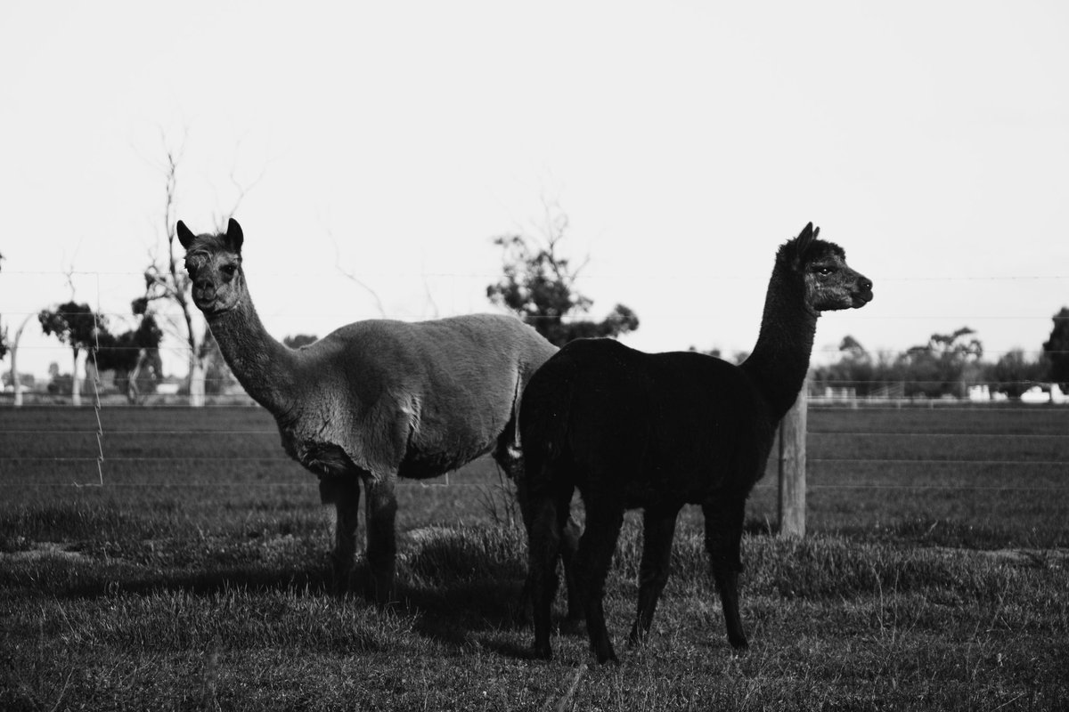 Ei Photography tweet media