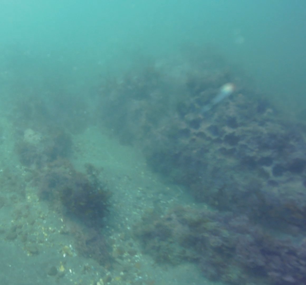 DrBrentFreeze's tweet photo. @BlueRobotics @Blue_Linked @Ecotone_AS @mecatronicaUSB We returned with a small group of students to run high-resolution/slow-speed scans of the White Point hydrothermal vents early today. The ROV2 deployed farther &amp; deeper than we had explored before. We saw pockmarked rock, too https://t.co/waYruV18hF