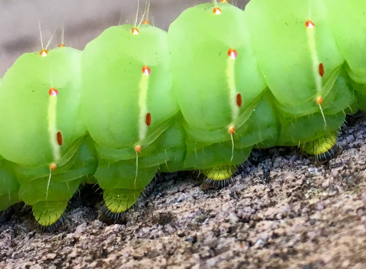 Kathleen Knight, PhD tweet media