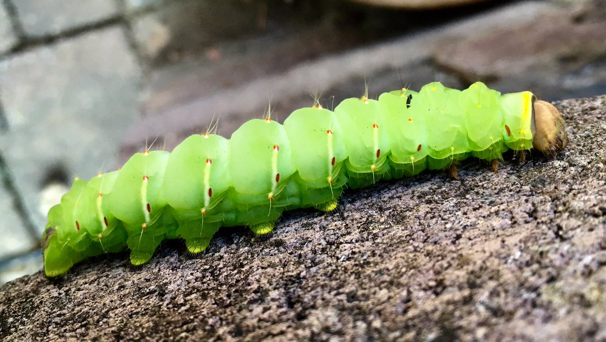 Kathleen Knight, PhD tweet media