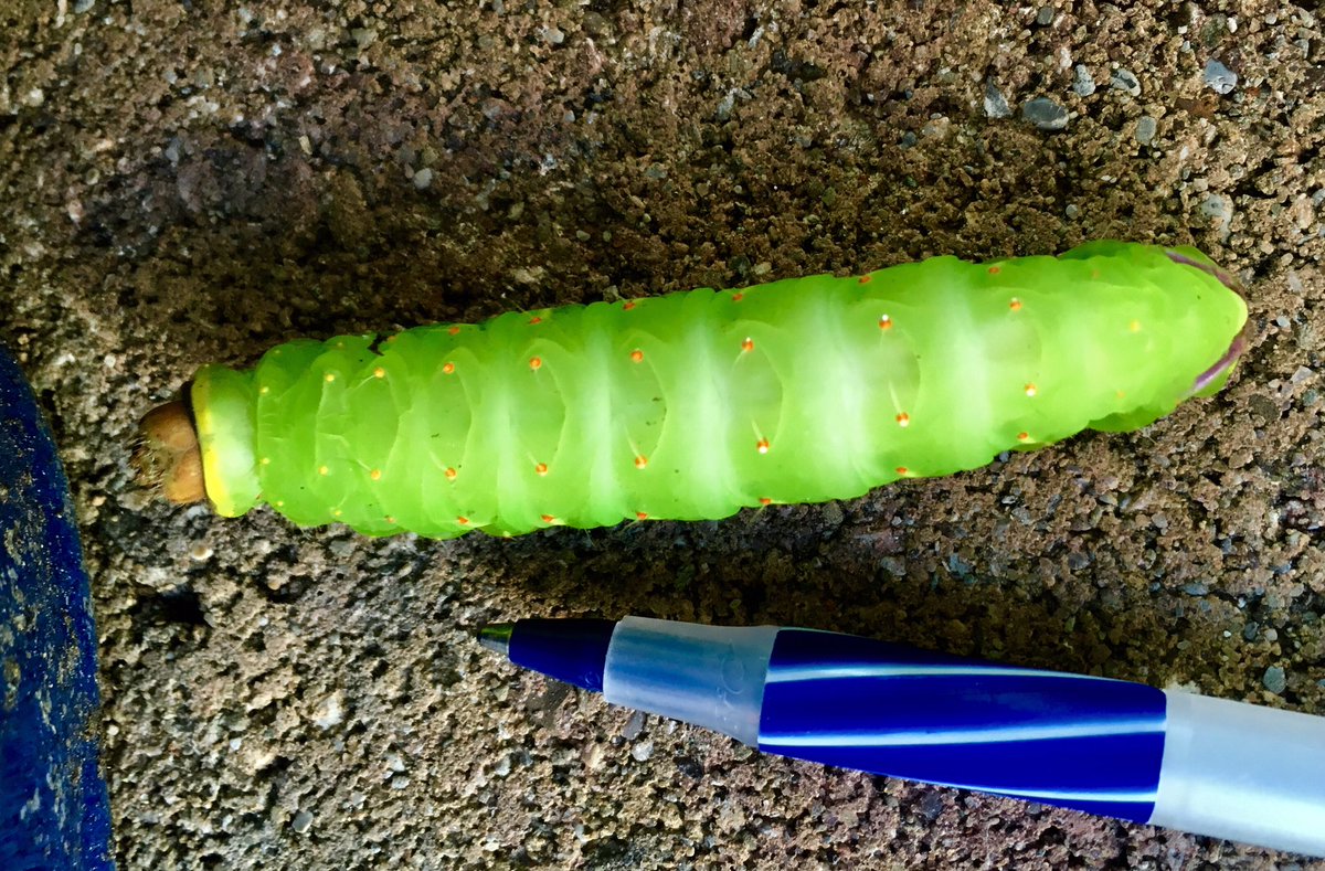 Kathleen Knight, PhD tweet media