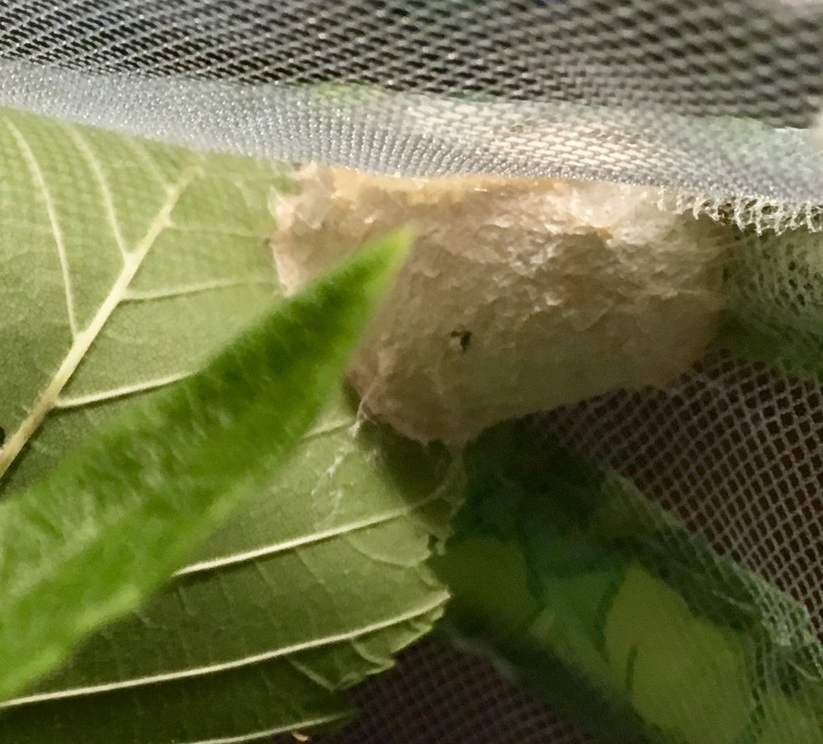 Kathleen Knight, PhD tweet media