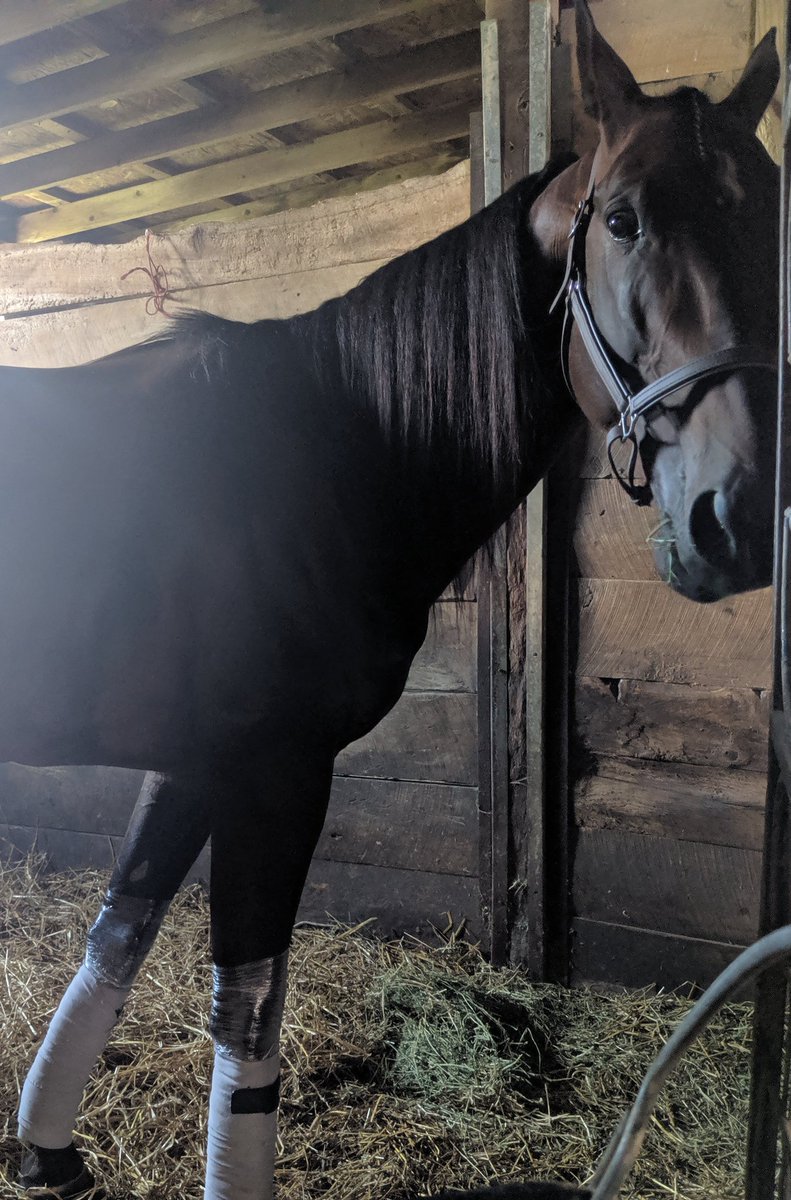 NfldPark's tweet photo. Dancin Yankee has won every Charna since the race began in 2016.....could he be a perfect 4 for 4 after tonight's 8th race? https://t.co/C1GYIWpldC