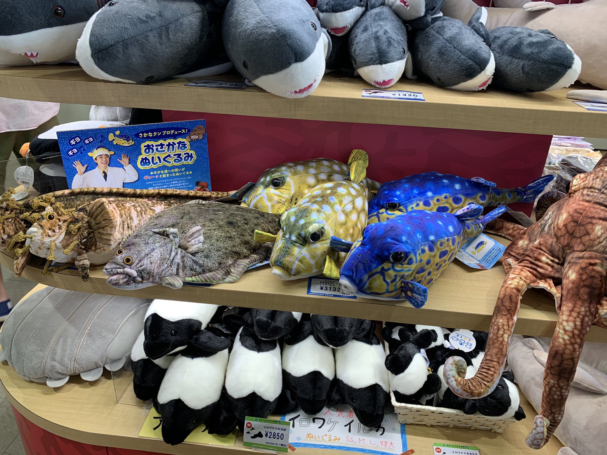 仙台うみの杜水族館公式 on X: 