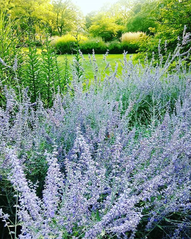 MichelleDeRusha's tweet photo. Russian Sage and buzzing bees on a hot summer eve always take me straight back to Tuscany. #tuscanywritersretreat
.
#practicingpresence #spiritualdiscipline #seasons #seasonschange #daysofsmallthings #whimsicalwonderfulwild #livefullyalive #thehappynow #slowlivingforlife #t… https://t.co/psrncJGwiB