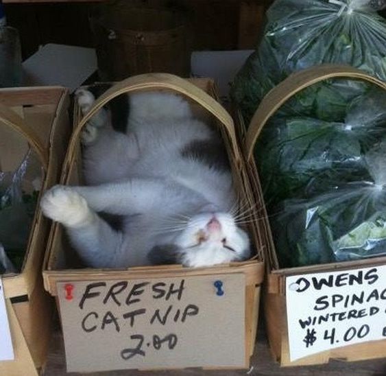 JELLOtheCat's tweet photo. “I do whatever I feel Happy with. Always follow your Heart &amp; Free yourself, as cats do.” - Zen Master Cat 😻🎊🤩

Happy weekend &amp; enjoy summer 😆🐈🌊🏝️🌈🍹💫⛵️🛀🎡🌌
https://t.co/Kh5GR9Etpj #love #cats #animals #Nature #animallovers #catlovers #愛 #猫 #自然 #人生 #自由 #幸せ https://t.co/7GJukQIFeq