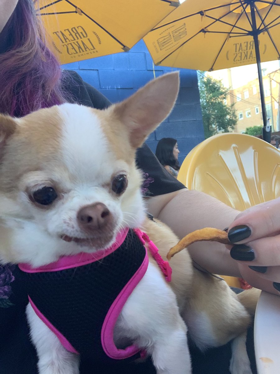 RatIsPowerful's tweet photo. Took our doggo along for dinner. French fries were eaten. https://t.co/AeNbc1ox1s