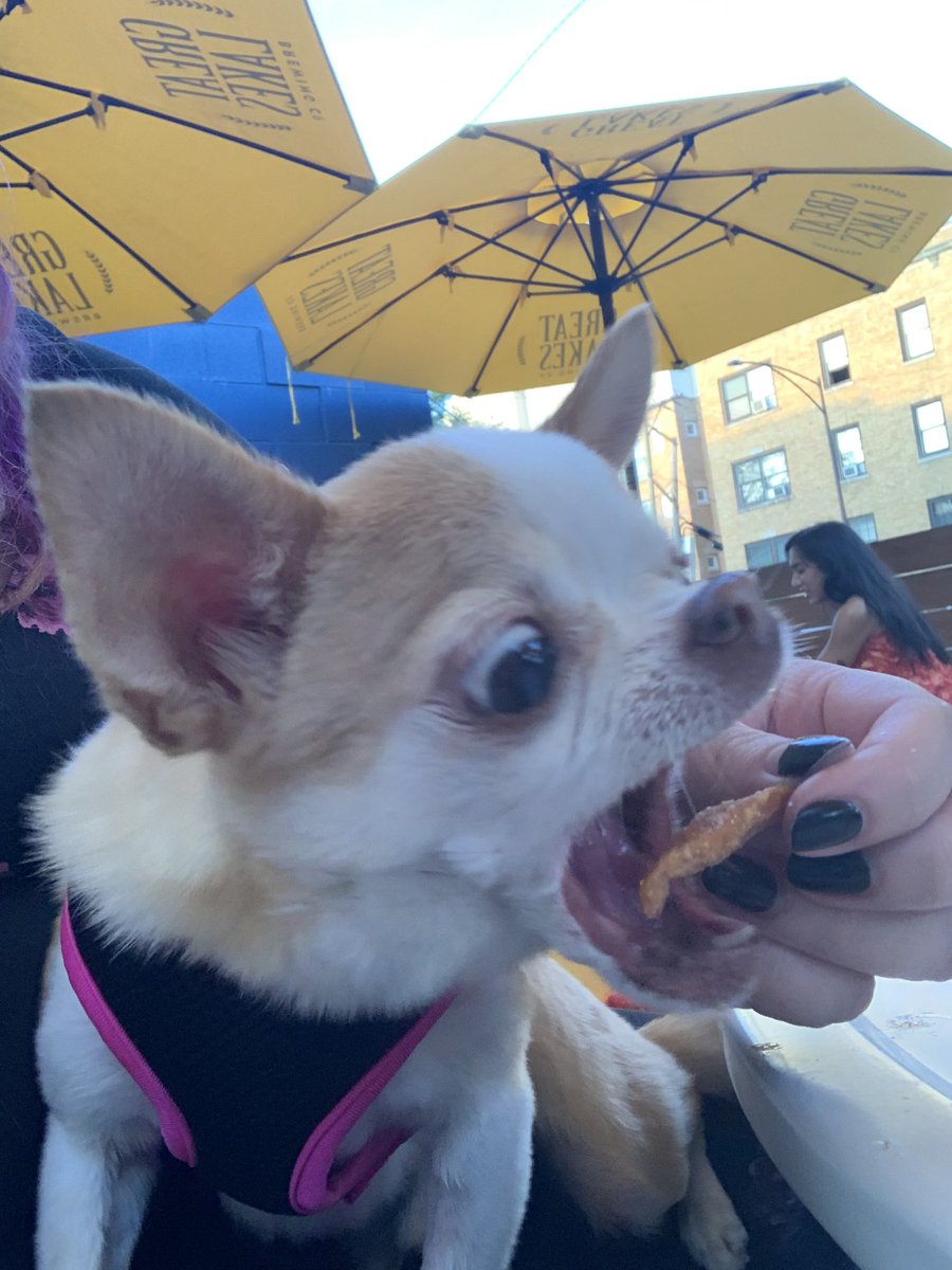 RatIsPowerful's tweet photo. Took our doggo along for dinner. French fries were eaten. https://t.co/AeNbc1ox1s