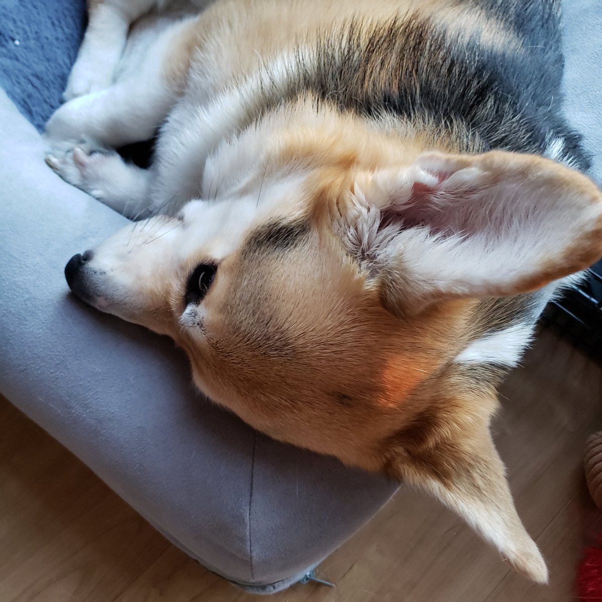 corbinjdrake's tweet photo. It was raining this morning and the sun barely came out at all. 

IS NAP WEATHER. LET'S NAP. https://t.co/svMDo9Epkb