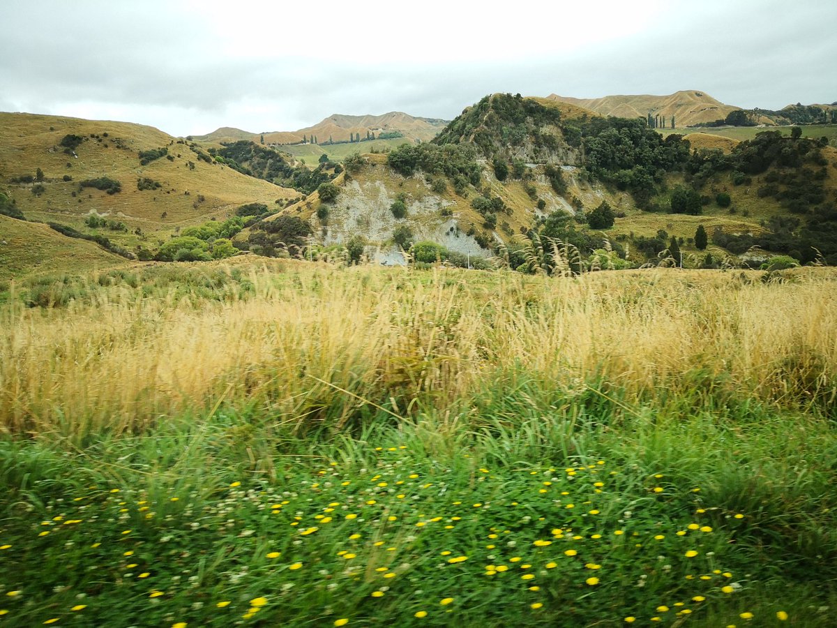 jolee8's tweet photo. NZ road trip.
πΈ at #StateHighway4 with #HuaweiMate10Pro #noedit #nofilter.
#NZ #NewZealand #YesPureNZ #pureNZ #travel #nature #landscape #kiwi #roadtrip #nzmustsee #naturephotography #NorthIsland #HuaweiPhotography #Wanderlust #landscapephotography #nzmustdo #GOExploreNZ https://t.co/7DZOBsy2y2