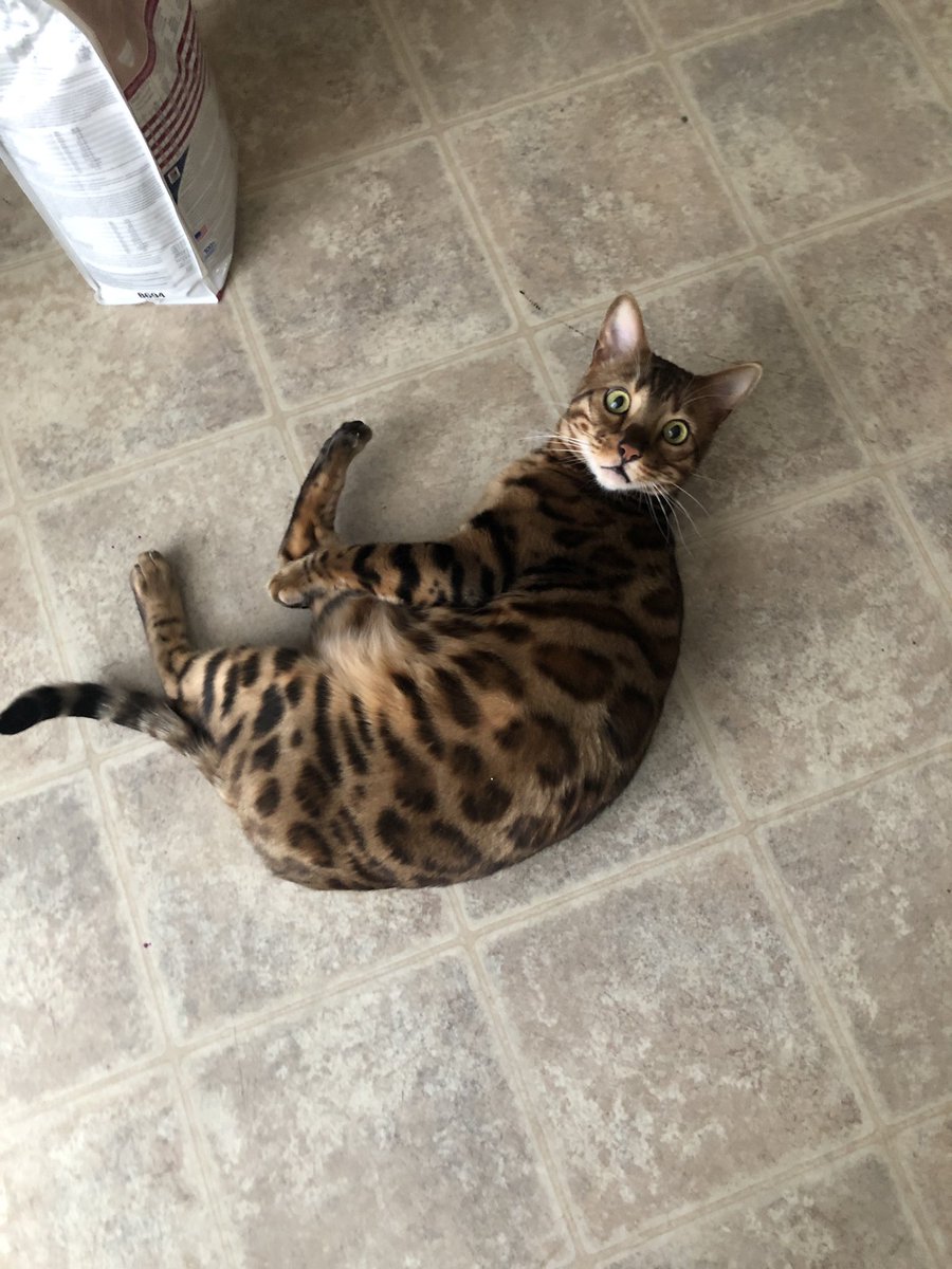 folklorecriss's tweet photo. why is my cat holding his foot https://t.co/x1pkkfyYE5