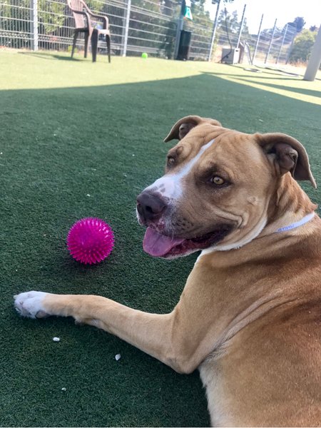 Adoptable #Dog #Samwise_CCSTCA_02 Is that another ball over there ?!  getpet.info/Samwise_CCSTCA…