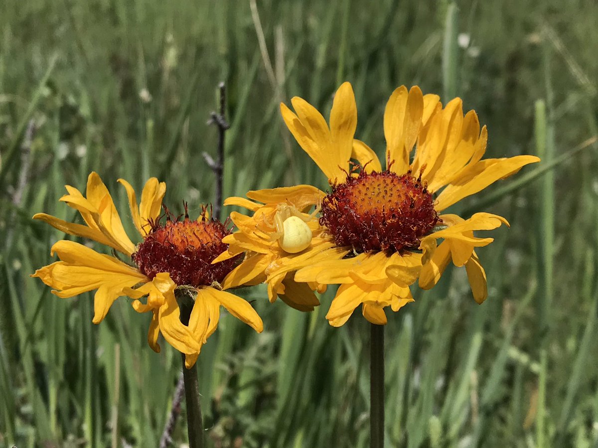 ColoradoNPS's tweet photo. #PollinatorSaturday - just a visitor! https://t.co/4RDU3SeceA