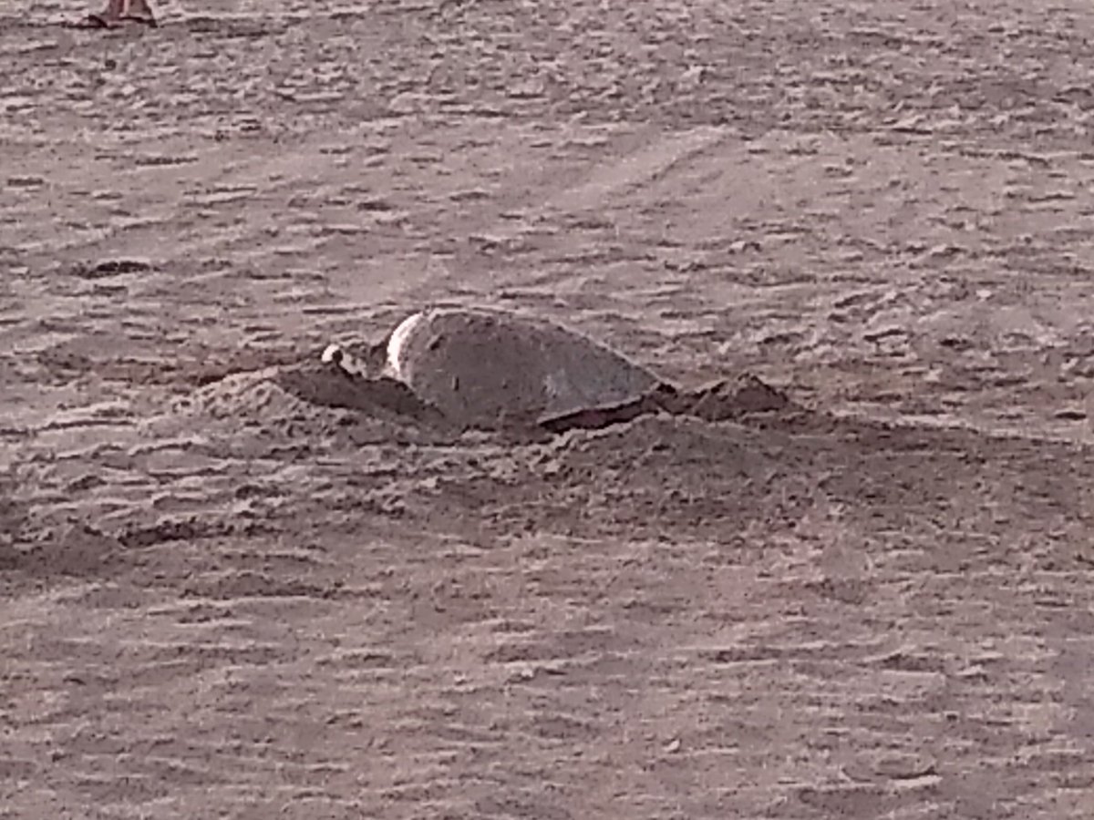 Mukela95133840's tweet photo. Una tarde bendecida viendo desovar una tortuga en la playa de Nayarit @SemarnatNay @SEMARNAT_mx . En general la gente muy respetuosa 😍🤩 https://t.co/ek3wOp6XsN