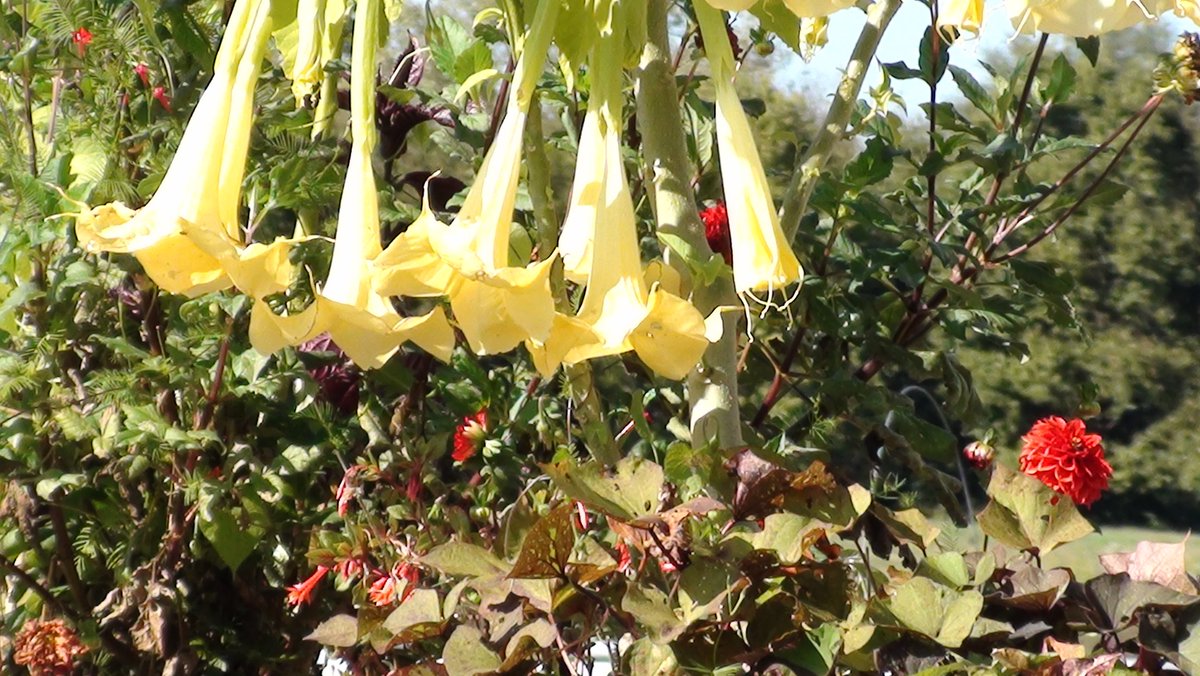 For_Funsies's tweet photo. Brugmansia  "Angel's Trumpet"  at Miami University Hamilton Conservatory circa 2016 #forflowers https://t.co/vEio3WTksJ