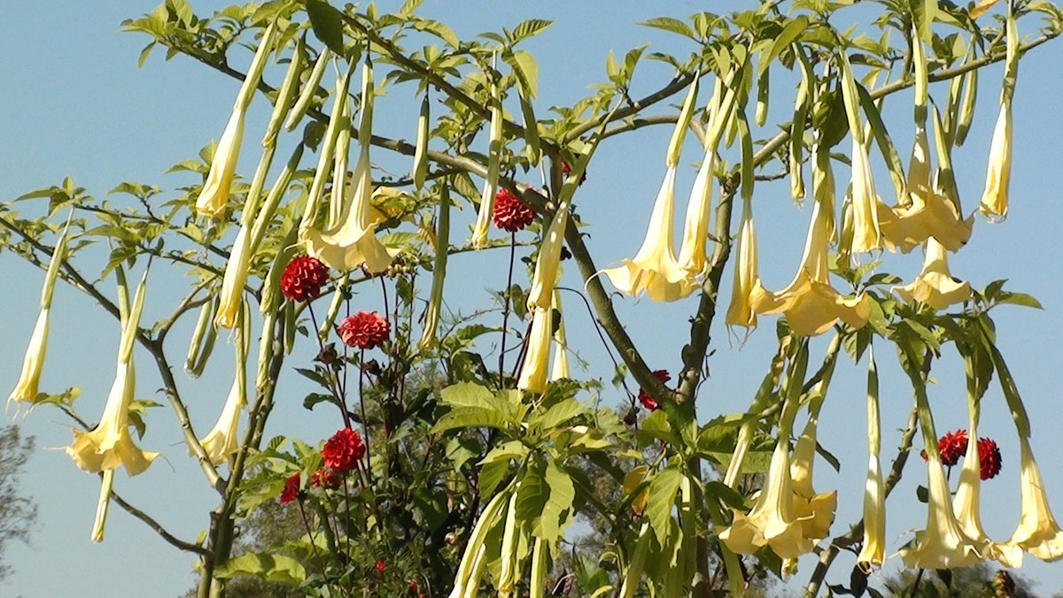 For_Funsies's tweet photo. Brugmansia  "Angel's Trumpet"  at Miami University Hamilton Conservatory circa 2016 #forflowers https://t.co/vEio3WTksJ