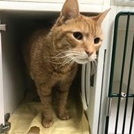 Maree71439592's tweet photo. https://t.co/QTdhoA5wcA
*Magic*
NOT SAFE!!
Will Be Relisted 8/11/19!!!
Adopt/Foster/Pledge!!
Don't Let Them KILL This
Gorgeous Ginger!!
Fostering/Vet>FREE<
#SaveMagic #NYC https://t.co/FGaVN73sIz