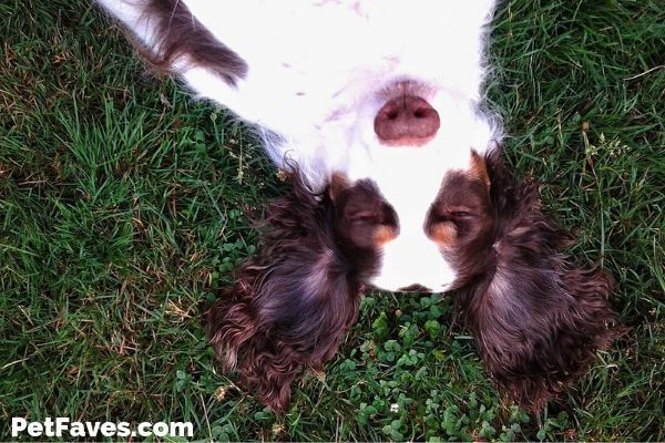 PetFaves's tweet photo. English Springer Spaniel Love- Gifts for English Springer Lovers https://t.co/V6G4o2ZAYb https://t.co/i8C7XgW3WJ