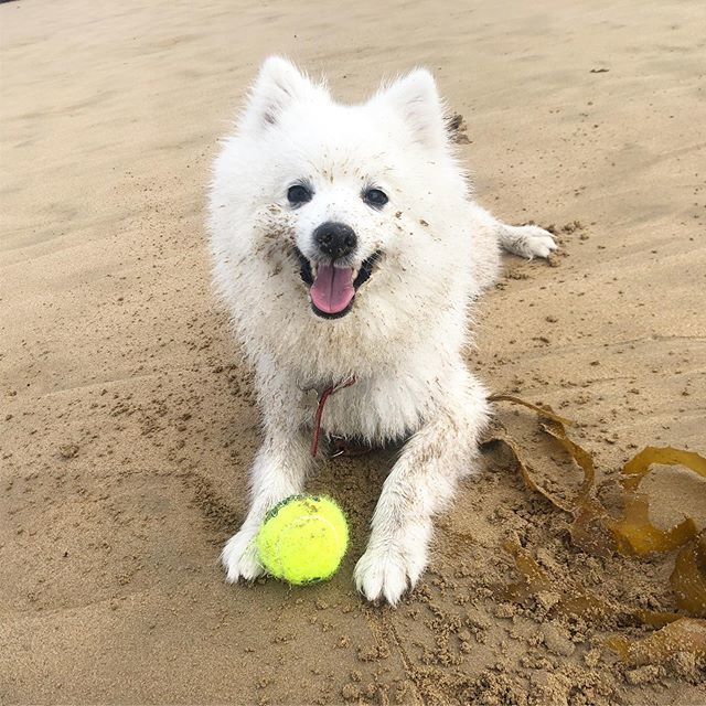 diningwithshiro's tweet photo. Happiness #japanesespitz #japspitz #dogsofmelbourne #melbourne #melbournecbd #petsofinstagram #puppy #melbmoment #australia #australian #dog #torquay #ball #instadogs #beach #instafamous https://t.co/w4mHj7TqT4 https://t.co/ezgs8CpJH1