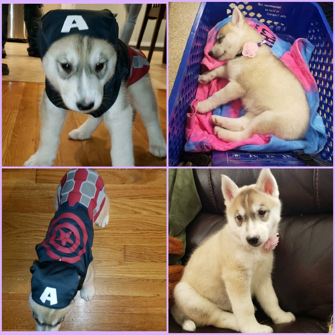 AAA1081's tweet photo. Welcome to our family "Captain Rosie" You are adorable 🐕💖 @ChrisEvans #ourfirstdog #ariannasbdaypresent #husky #ariannanamedher https://t.co/WsGteMhVFs