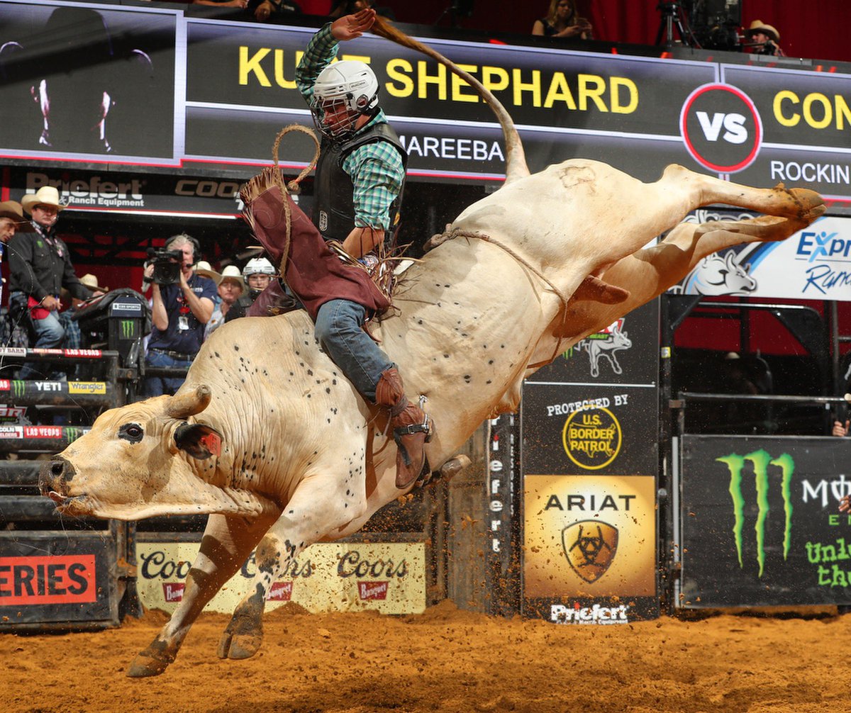 AmericanBuckingBull tweet media