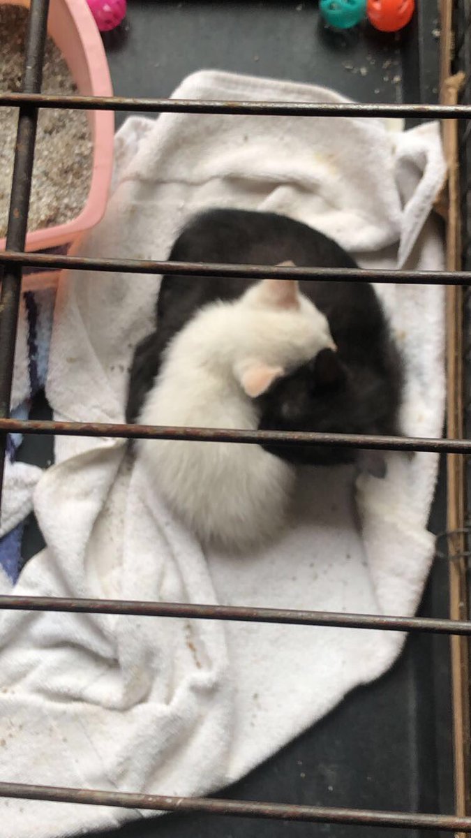 nosnaccallfeast's tweet photo. these two are my new loves of my life and addition to my family of animals jupiter(white) and mercury(black)
#uniquecat #orangeears #orangepaws #orangetail #orangestrips #mercury #jupiter #loml #kitties #stonerkitties #sweetbabies https://t.co/UuEiy6slgC