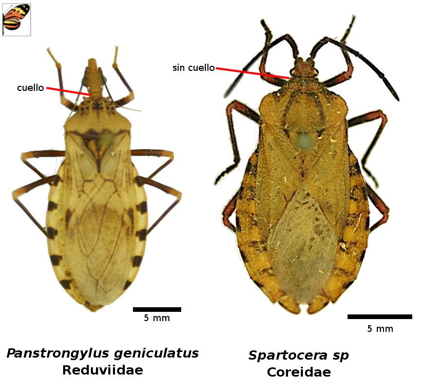 ¿Como diferenciar un chipo (Hemiptera, Reduviidae, Triatominae) de chinches fitófagos, ejm, de la familia Coreidae? Los chipos tienen una especie de “cuello”, mientras los fitófagos no lo presentan (ver flechas en fotos). Nota realizada por Profs Jairelen Mora <a href="/jamn26/">🍇Jaire Mora🍇</a> y Q. Arias.
