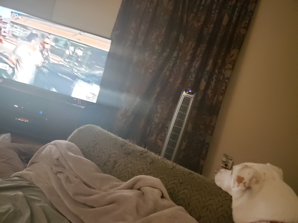 The_Mrs_Kcp's tweet photo. My dogs legit watching @OfficialLivePD. Even she knows good TV! #LivePD #LivePDNation #LivePDDogs https://t.co/l2DUCAQWIx