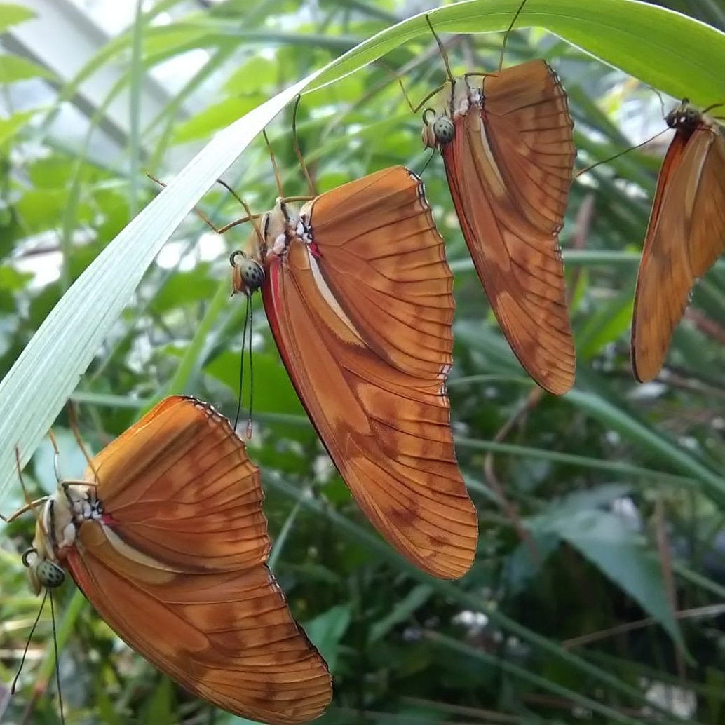 4 op een rij! 🦋🦋🦋🦋 
Samen schuilen. Mooi toch?!
#botanischetuin