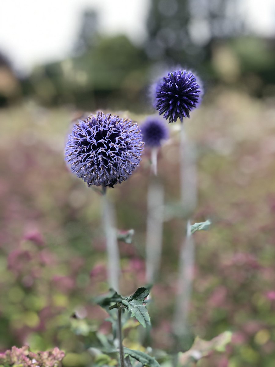 Windy day yesterday at Cambridge Botanical Gardens but the babies loved it. Took this lovely photo <a href="/CUBotanicGarden/">Cam Botanic Garden</a>