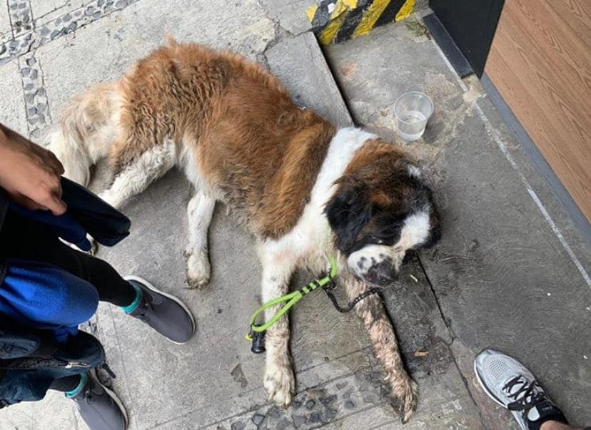 xjusticianimal's tweet photo. RT URGENTE, MEXICO, del Face de Mon Unna
3 horas San Bernardo de entre 3 y 4 años encontrado en Polanco. No trae placa, pero sí esa correa verde. Fue atropellado. Lo tienen unos amigos pero ni ellos no yo, nos lo podemos quedar, estamos buscando a sus dueños. 
COMPARTIR https://t.co/9P51GKGH8c