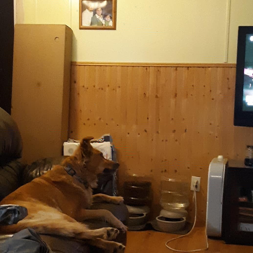 sashaxwp5's tweet photo. Lily watching #livepd https://t.co/gUUY95OFhX