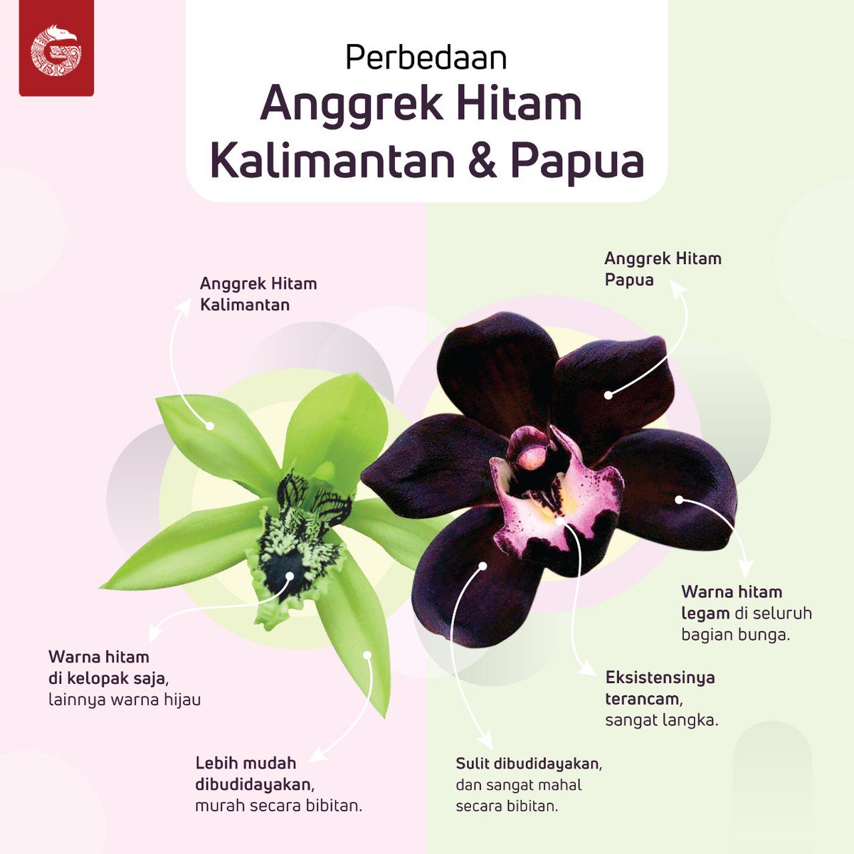 Paling Populer 13+ Gambar Bunga Anggrek Hitam Kalimantan - Gambar Bunga