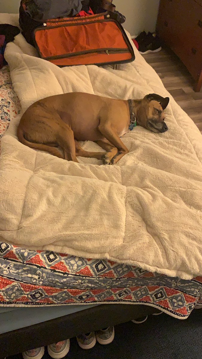 Hijo_de_oro's tweet photo. Mowgli is in action again... #SleepMaster https://t.co/tYiEIHm0GB
