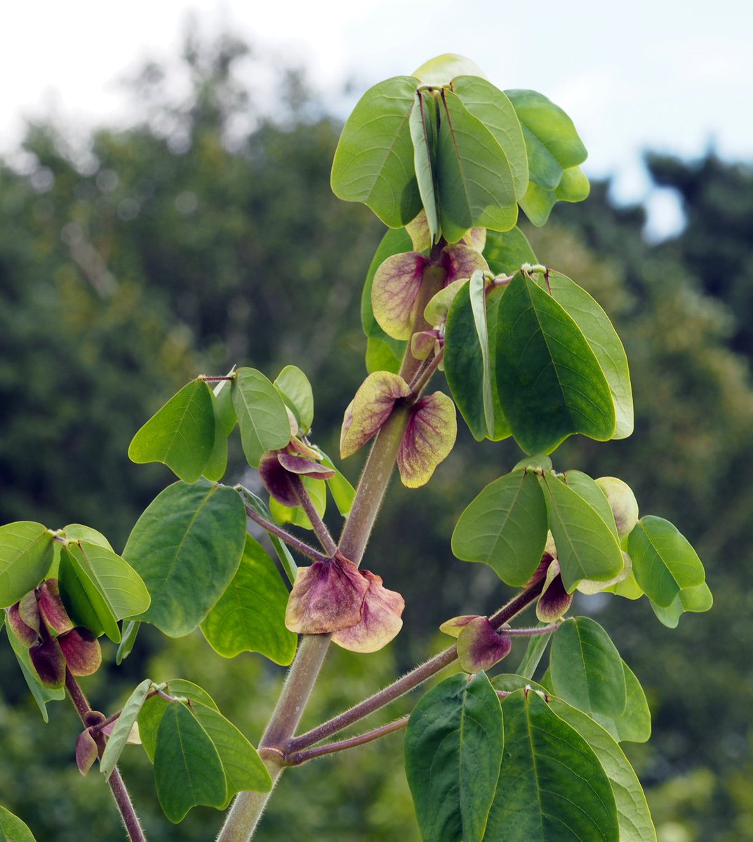 Dougthegardener's tweet photo. Still deeply in love with Amicia zygomeris!
Just look at those wine coloured stipules
Having enclosed the origami folded leaves they then become a key decorative feature of this fuzzy stemmed, heart shaped leaved beauty.
#stipules
#Amicia
#rhshydehall
#mexicanplants
#gardening https://t.co/Psk5JTCnMZ