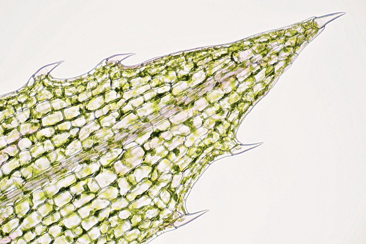 M31nebula オオカナダモ は条件が良いと白い花を咲かせます 葉の縁には先の尖った細胞があり 光が当たると葉緑体が 細胞の周辺に移動して原形質流動をはじめます 今日観察したものはなぜか葉緑体が核の周りに集まろうとしているようでした 強い紫外線