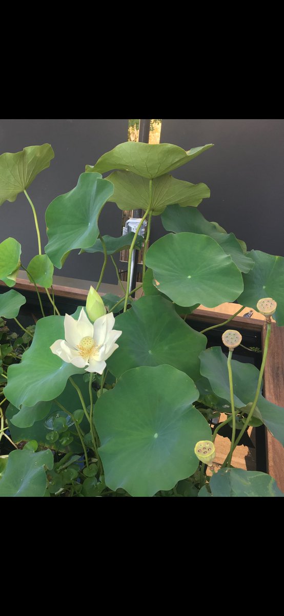 Lotus blossom on the terrace ⁦<a href="/FriendsSeminary/">Friends Seminary</a>⁩ is a harbinger of good luck. The small reflecting pool is the anchor of the quiet, meditative “room” on the terrace.