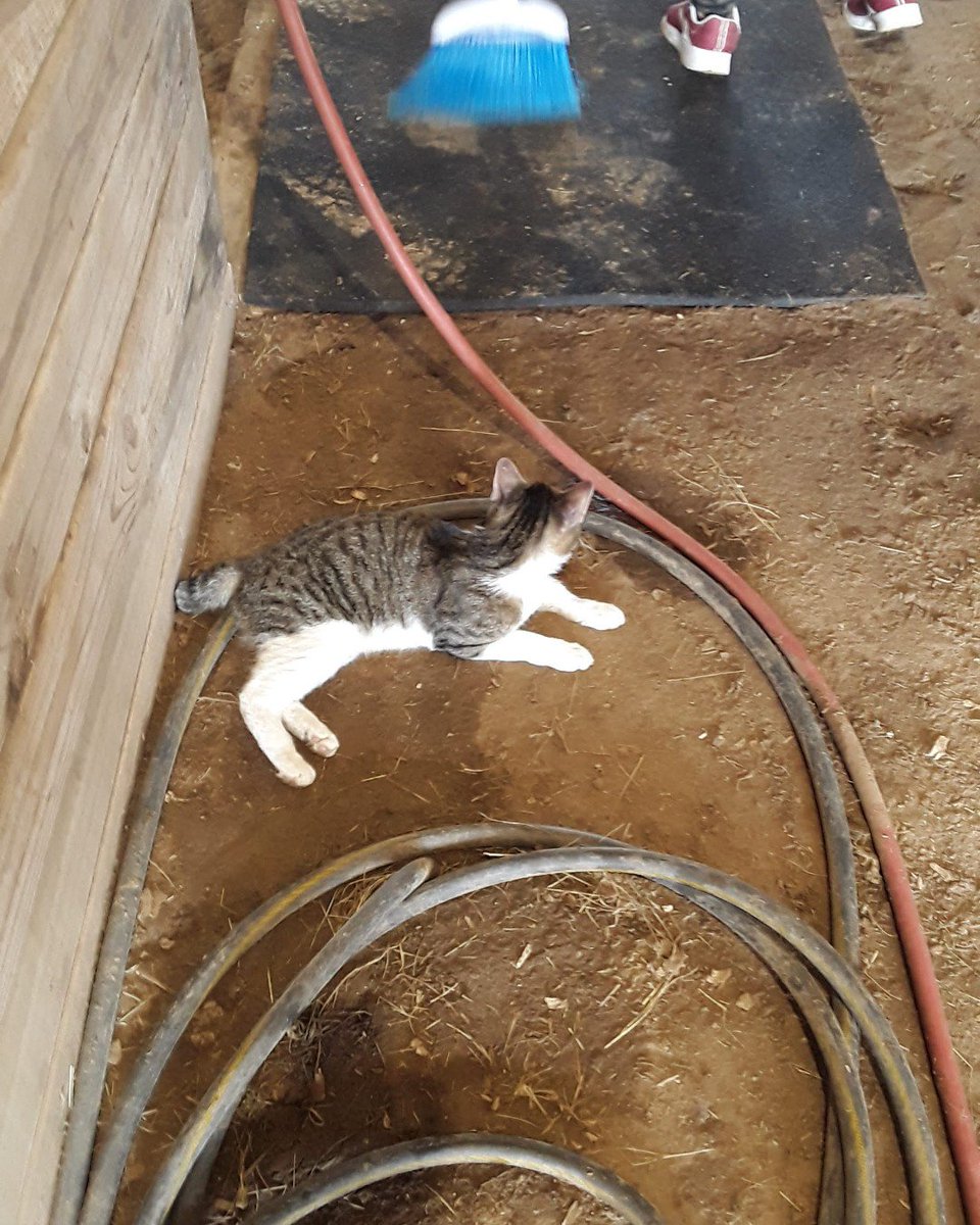barncatlady's tweet photo. Stubby showed up for evening feeding limping. He's inside now.  He's a dumped pet. Monday, vet visit.  More money I can't afford.  He needs neutered, not an injury.  #barncats #peoplesuck #stopdumpingpets #tnr #cats #catsoftwitter #barncatsoftwitter #catsofinstagram #tnrproblems https://t.co/M2fs9ZkjWE