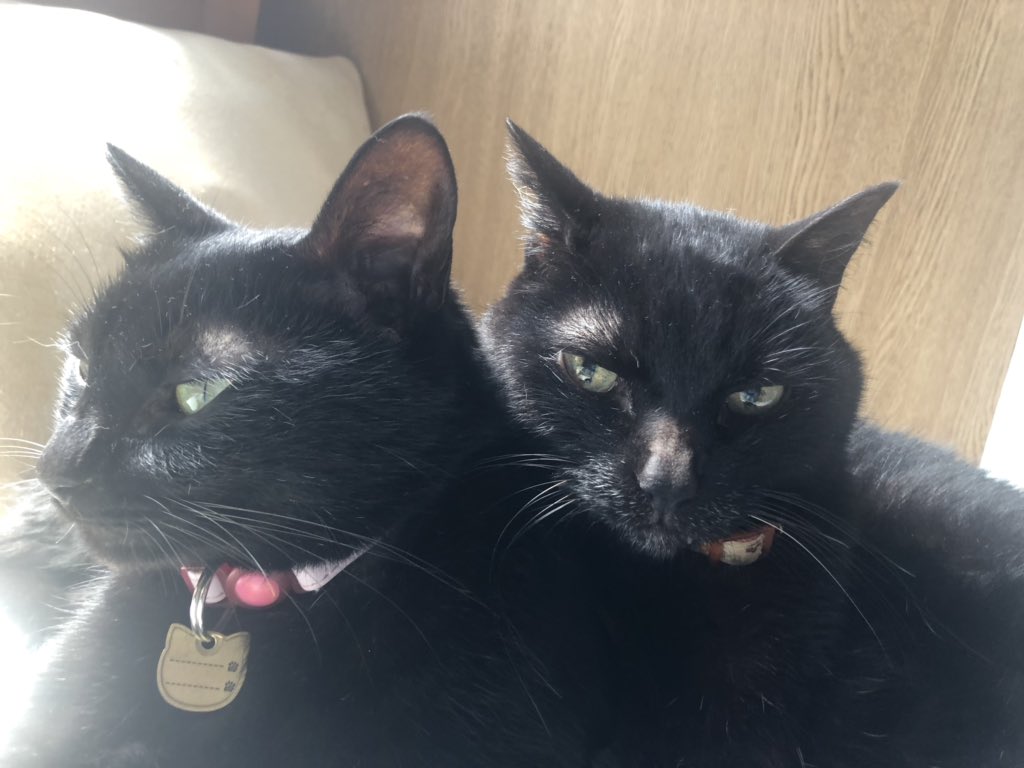 檜山靖洋 プリンと寝転がりながら きのうの 旅猫リポート を見た ネコ ねこ にゃんこ T Co Icvedjqnty