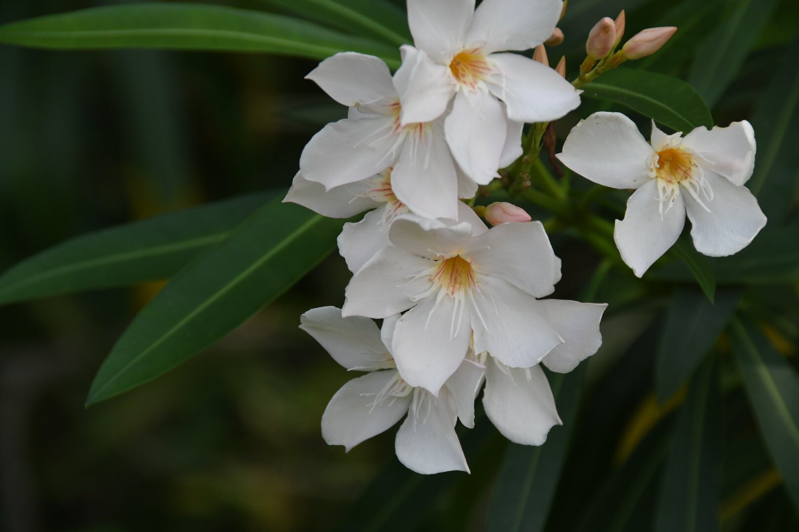 草鞋無意志 キョウチクトウ 夾竹桃 白 珍しいですね 小石川植物園
