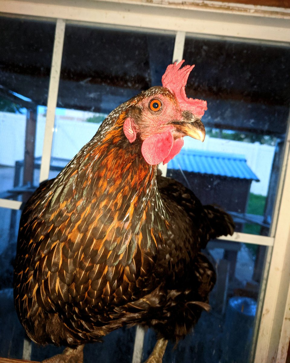 EmergencyHen tweet picture