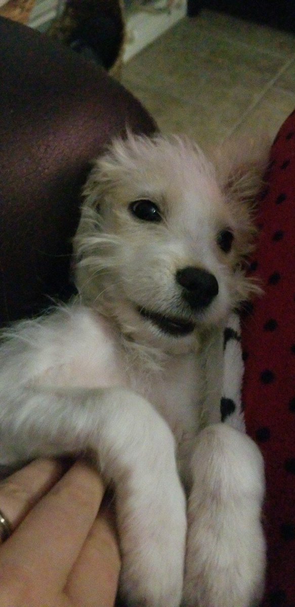 FalcorLacee's tweet photo. The day Mom rescued me, and the start of my new life! #AdoptDontShop #dogsoftwitter #dogmom https://t.co/iDNEuNcLqW