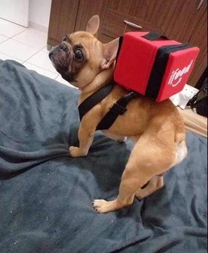 brusnos's tweet image. trabalhar pra comprar ração boa pra ela