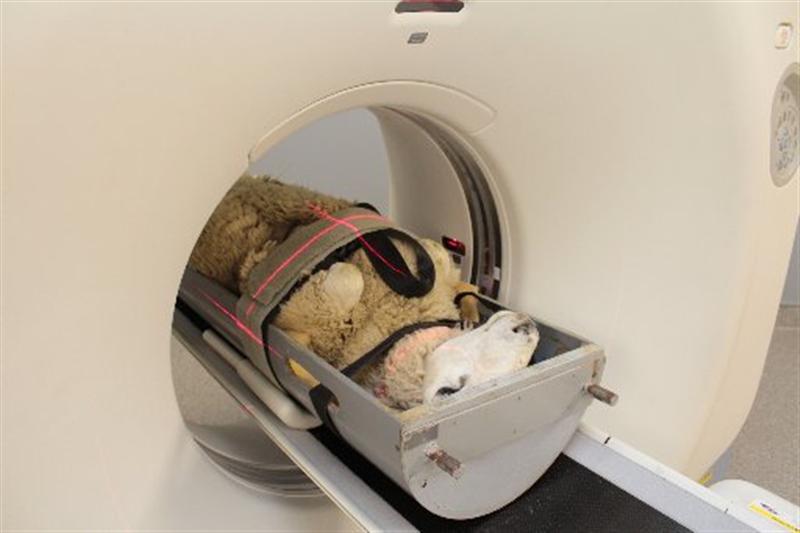 CTWORLD2's tweet image. كل عام وانتم بخير ⚘ .. اسال الله ان يجعل ايامكم كلها افراح وسعاده
#عيد_الاضحي_المبارك2019