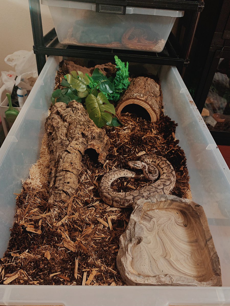 The wrong way to do a snake tub, vs the way I do mine. Tubs can be absolutely amazing permanent enclosures for countless snake species, given you set it up properly. The heat and humidity holds amazingly and snakes feel super secure in them. I’ve had so much success with my rack