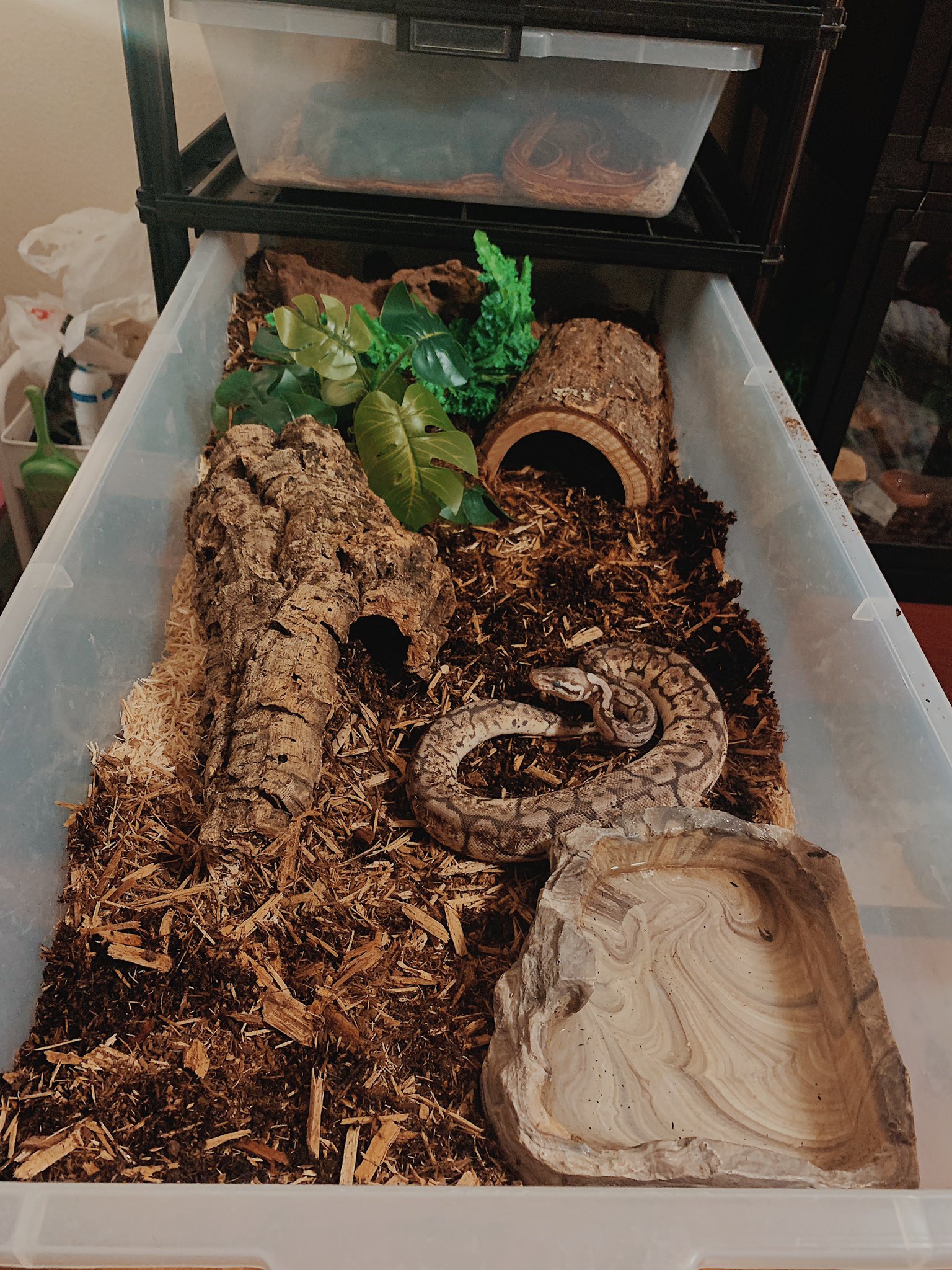 87 snakes — and a Texan — in a tub!