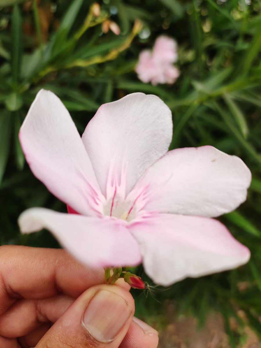 kosamganjoo's tweet photo. 'Every flower is a soul blossoming in nature'

#nature #flowers #monsoon https://t.co/V4hGuR3Z6c